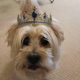 Après - Couronne sur Photo de Chien