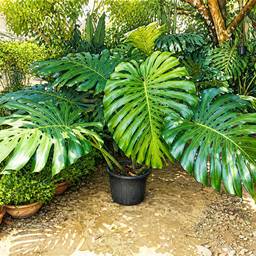Monstera Plant Illustration