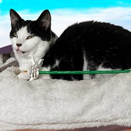 Cat Photo Fur Retouch