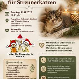 Avant - Affiche de chat du bazar de l'Avent