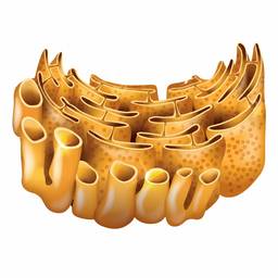 Endoplasmic Reticulum Cutout
