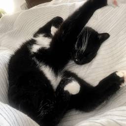Cat Photo Stain Removal