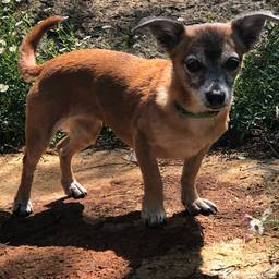 Leash-Free Dog Photo