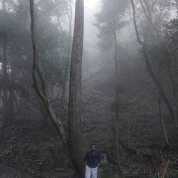 Foggy Forest Portrait
