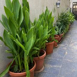 Fix Yellow Plant Leaves