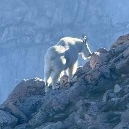 Mountain Goat Photo Upscale
