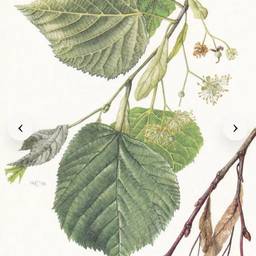 Antes - Arte de Esboço Botânico a Lápis