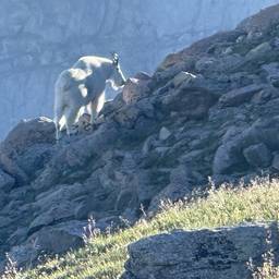 Mountain Goat Photo Upscale
