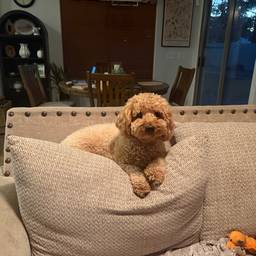 Antes - Cachorro com boné dos Brewers