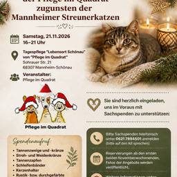 Après - Affiche de chat du bazar de l'Avent