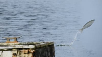 Vorher - Dynamischer Fischsprung