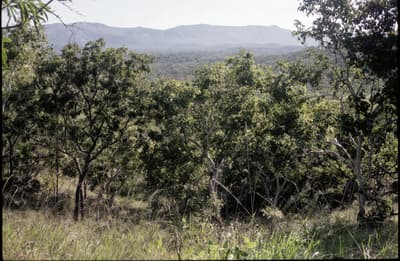 4K Landscape Restoration