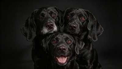 Before - Fixed Dog Ears