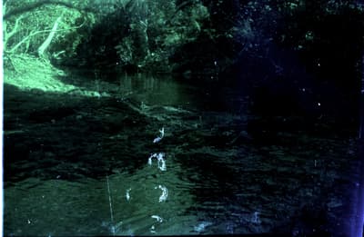 Antes - Cena de Floresta Restaurada em 4K