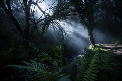 After - Moody Eerie Forest Path