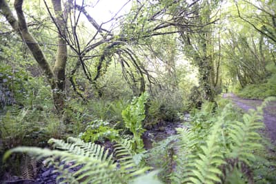 Before - Moody Eerie Forest Path
