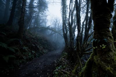 Après - Édition de forêt sombre et sinistre