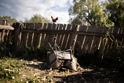 Restored Vintage Rooster Photo