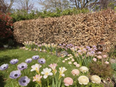 After - Blooming Garden Hedge