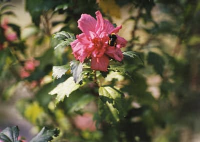 Restored Flower Photo