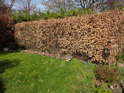Before - Blooming Garden Hedge