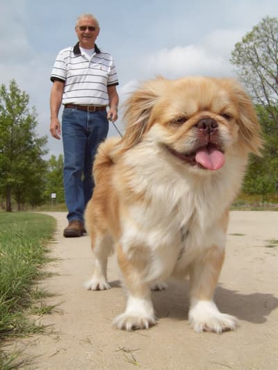 Repositioned Man with Dog