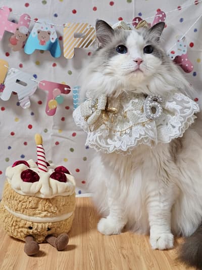 Avant - Affiche de chat mignon