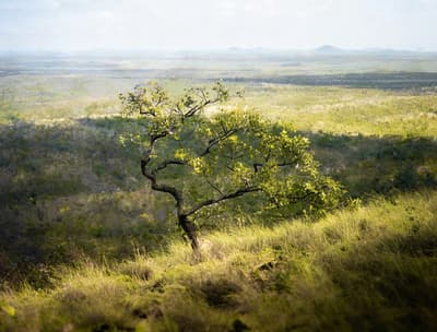 Enhanced Savanna Landscape