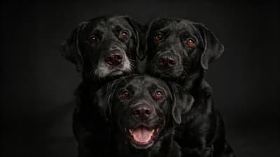 After - Fixed Dog Ears