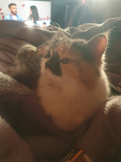 Antes - Reina Calicó Coronada