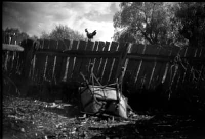 Avant - Coq Vintage Restauré