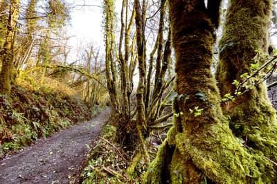 Avant - Édition de forêt sombre et sinistre