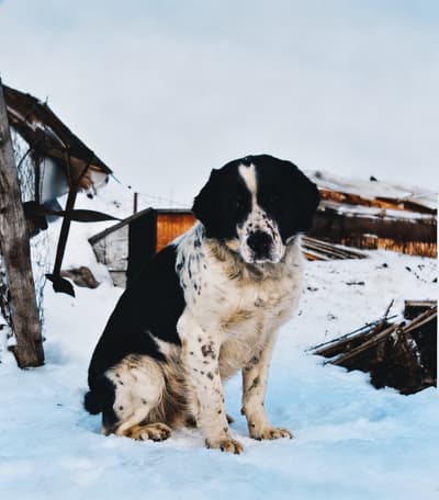 Realistic Photo Colorization