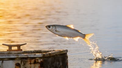 Golden Hour Fish Shot