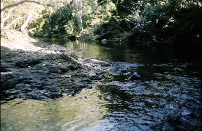 Restored 4K Forest Scene