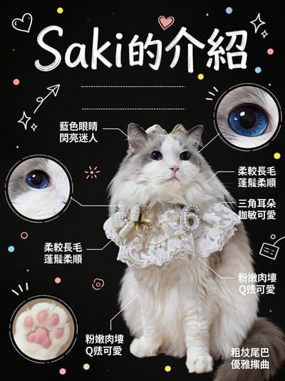 Après - Affiche de chat mignon