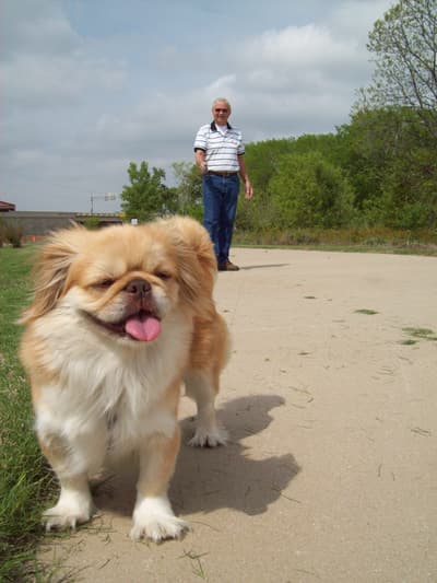 Avant - Homme avec chien repositionné