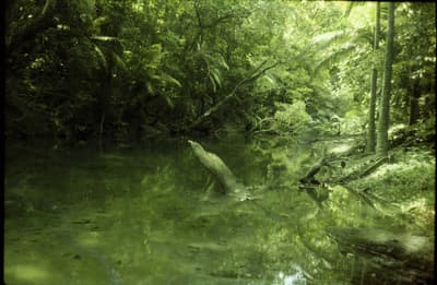 Restored Dugong River Scene