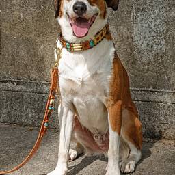 Dog Collar Detail Enhancement
