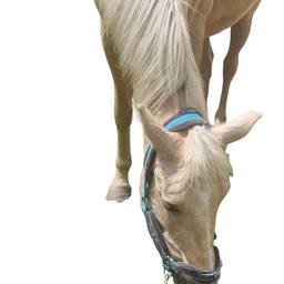 Horse Background Removed