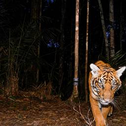 Después - Relight de Foto Nocturna de Tigre