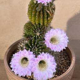 Cactus in Clay Planter