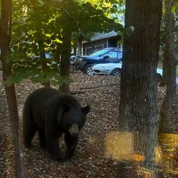 Bear in the Woods