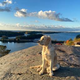 Before - Golden Retriever Cutout