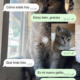 Editable WhatsApp Chat Screenshot