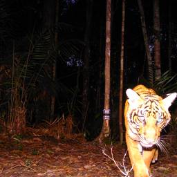 Antes - Relight de Foto Nocturna de Tigre
