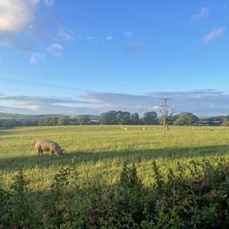After - Add Pig to Field