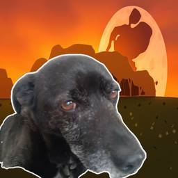 Avant - Retouche Éclairage Coucher de Soleil pour Chien