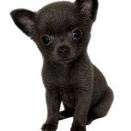 Black Puppy Cutout